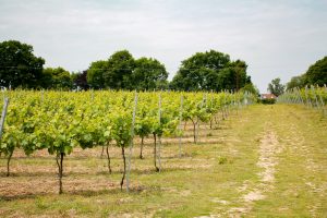 Catenians Vineyard-2