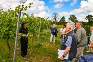 Vineyard-28